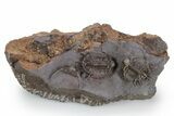 Two Beautiful, Uncommon Basseiarges Trilobite - Jorf, Morocco #347768-1